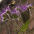 Bee thistle