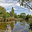 Carshalton Ponds