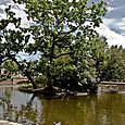 Tree in pond