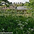 Cow parsley