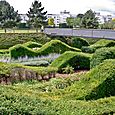 Sculpted hedges