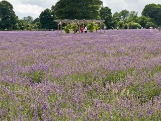 Mayfield lavender farm