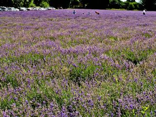 Lavender at Mayfield