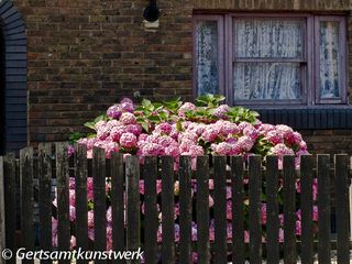 Hydrangea