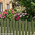 Hydrangea bushes