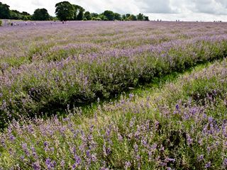 Lavender