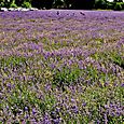 Lavender at Mayfield