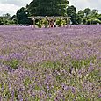 Mayfield lavender farm