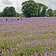 Lavender picking