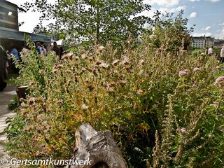 Thistles