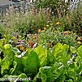 Rooftop garden