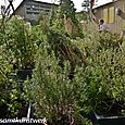 Wild garden