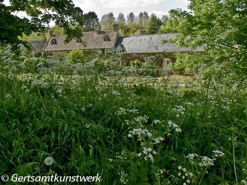 Cow parsley