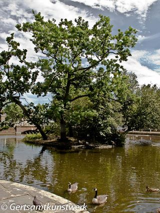 Tree in pond