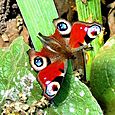 Peacock butterfly