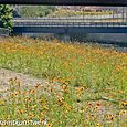 Wildflowers, bridge & crowds