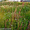 Wild flowers