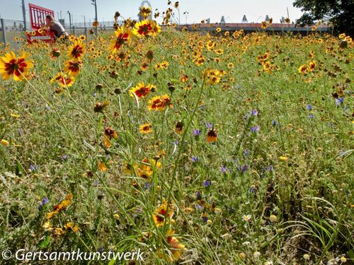 Wildflower meadow