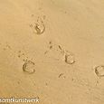 Hoofprints