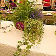 Plants display in a trough