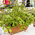 Collection of plants in a trough