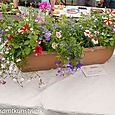 Collection of plants in a trough