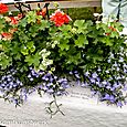 Collection of plants in a trough 