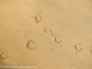 Hoofprints