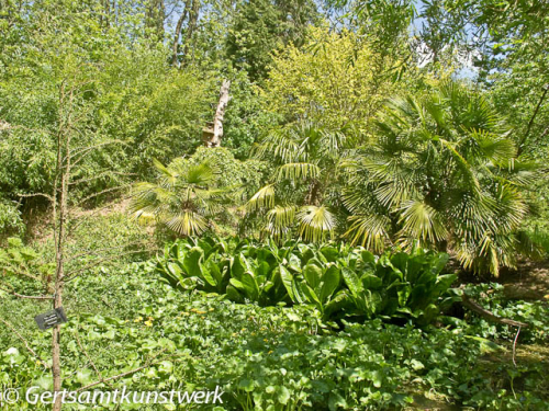 Ferns 