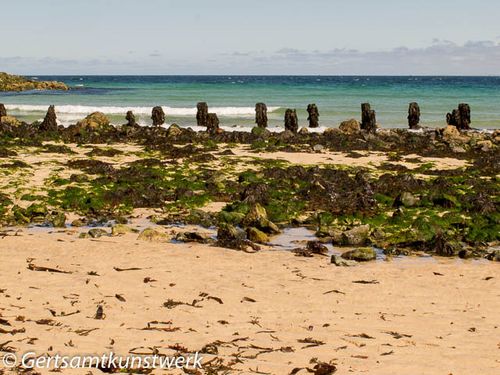 Groyne and seaweed