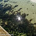 Seaweed in clear water