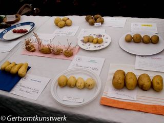 4 potatoes