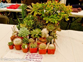 Group of cacti