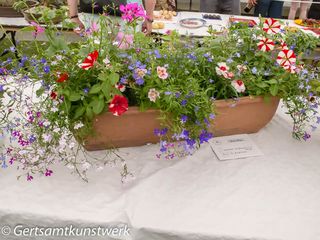 Collection of plants in a trough (2)