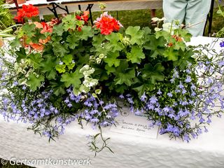 Collection of plants in a trough (3)