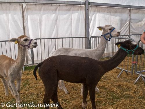 Alpacas