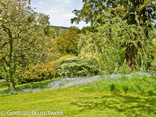 Bluebells