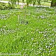 Daisies