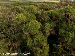 Bracken