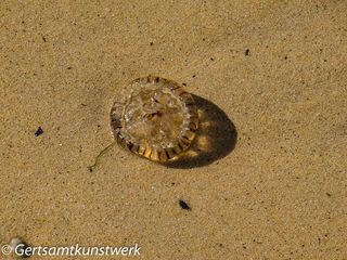 Jelly fish