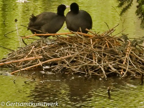 Moorhens