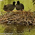 Moorhens