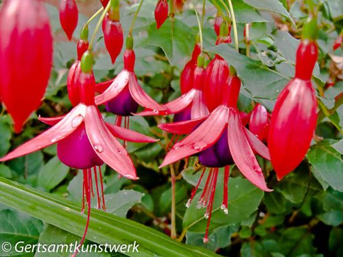 Fuschia (2)