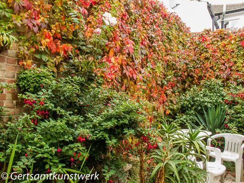 Abundant leaves