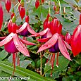 Fuschia