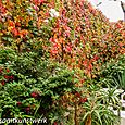 Abundant leaves