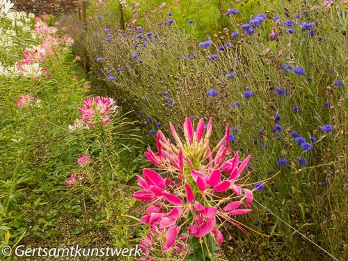 Pinks and blues