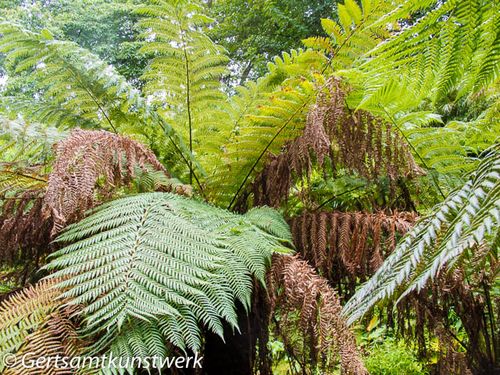 Ferns