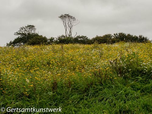 Wildflower Meadow