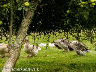 Geese in orchard